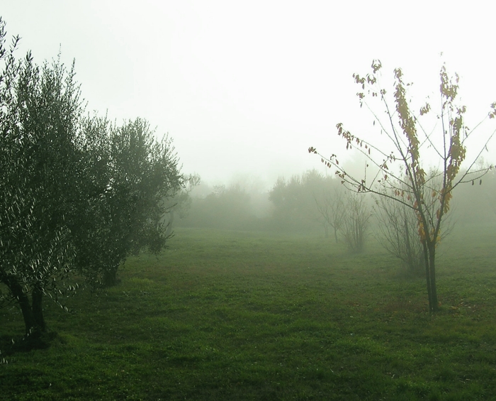 alle falde  del monte sant''angelino. (monti cimini)